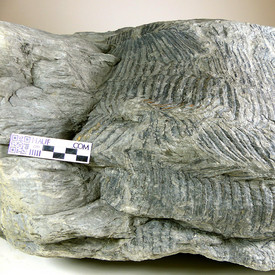 versteinertes Stammstück eines baumförmigem Schachtelhalmes