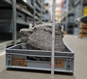 Gesteinsbrocken mit Fossilien liegt in einer Kiste und wird mit einem Zollstock vermessen