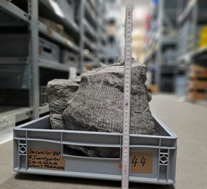 Gesteinsbrocken mit Fossilien liegt in einer Kiste und wird mit einem Zollstock vermessen